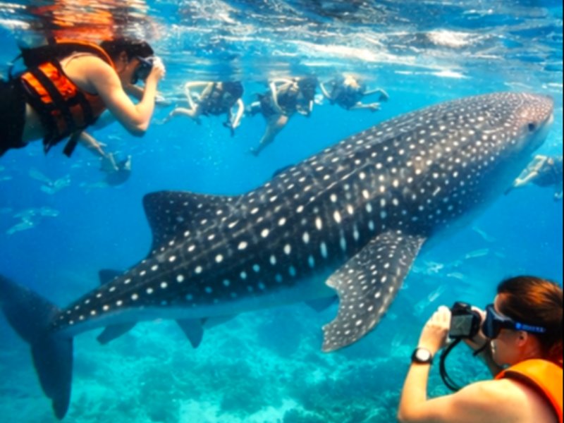 Exclusive  Whale Shark Watching - Oslob & Kawasan Canyoneering - Badian