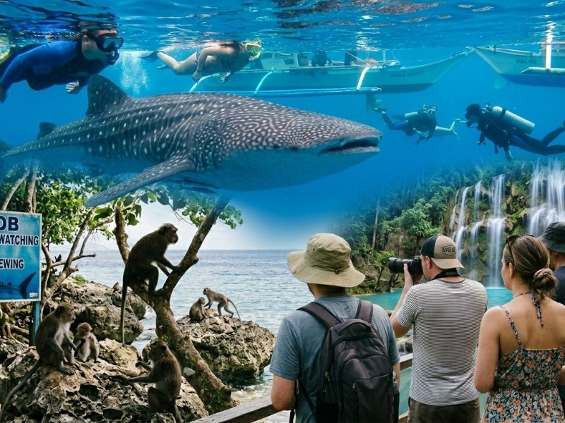 Exclusive Whale Shark Experience Oslob